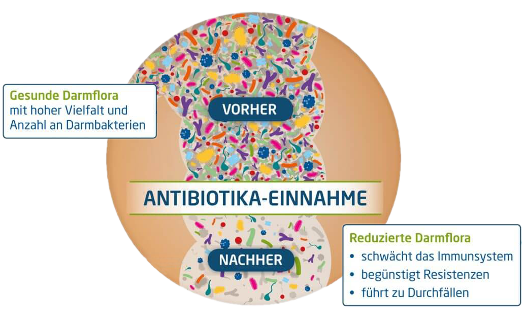 Antibiotika und Darmflora Antibiotika und Darmflora