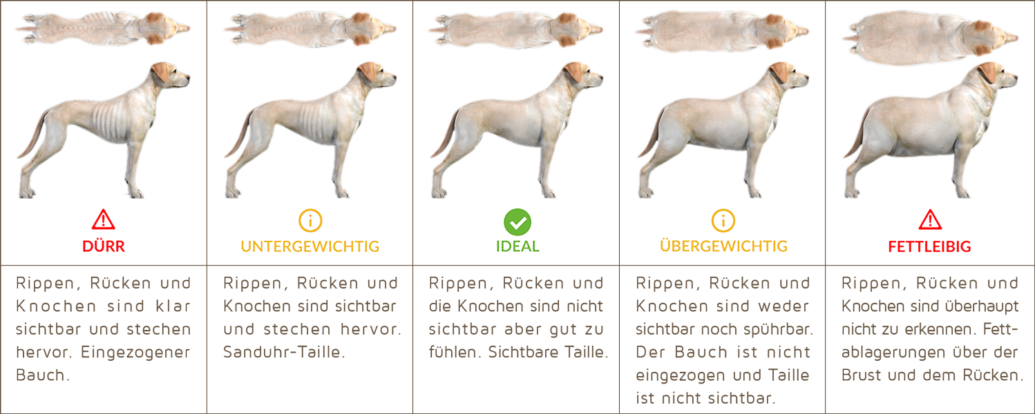 Body Conditions Die Gewichtskonditionen Hund