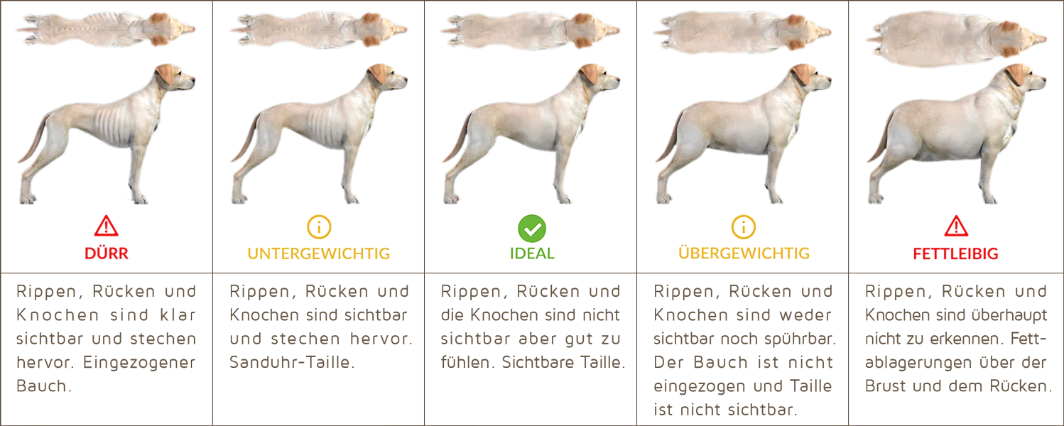 Schematische Darstellung: Die Gewichtskonditionen Hund - Wann hat mein Hund das ideale Gewicht? Schematische Darstellung: Die Gewichtskonditionen Hund - Wann hat mein Hund das ideale Gewicht?