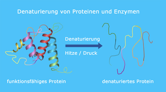 Die Denaturation von Proteinen und Enzymen Die Denaturation von Proteinen und Enzymen