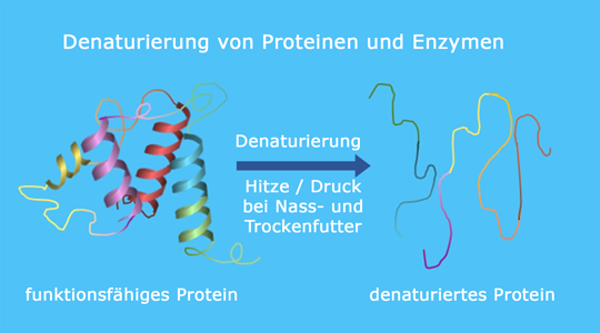 Schematische Darstellung: Denaturierung von Proteinen und Enzymen von https://www.studyflix.de