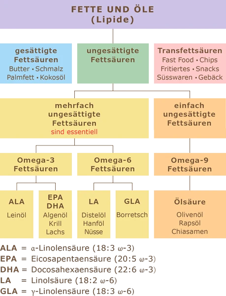 Schematische Darstellung: Fette und Öle - Gesättigte Fettsäuren, ungesättigte Fettsäuren und Transfettsäuren Schematische Darstellung: Fette und Öle - Gesättigte Fettsäuren, ungesättigte Fettsäuren und Transfettsäuren