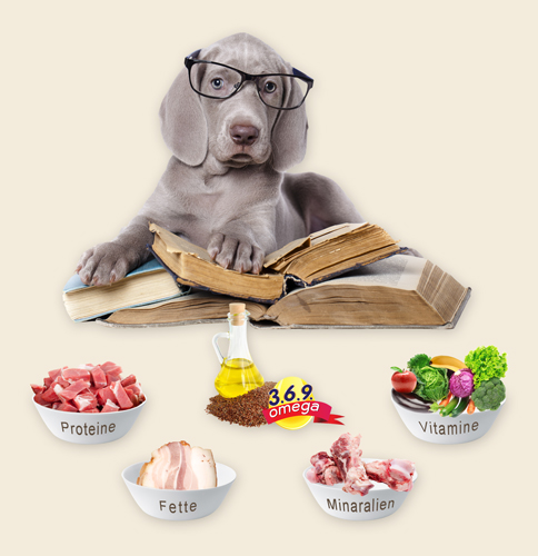 Hund mit Brille