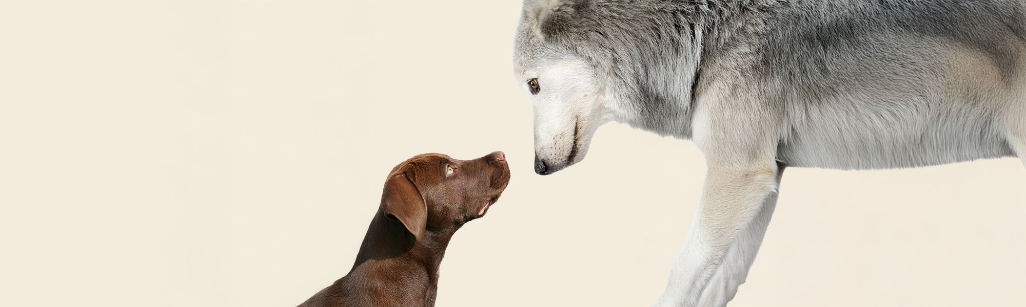 Hund und Wolf