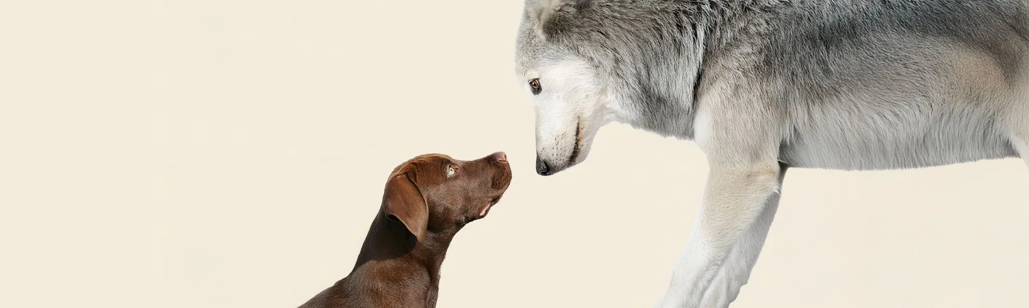 Hund und Wolf Hund und Wolf