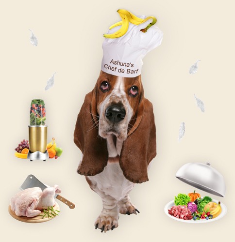 Hund mit Kochmütze