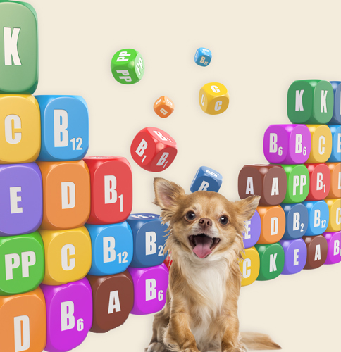 Chihuahua mit Nahrungsergänzungen