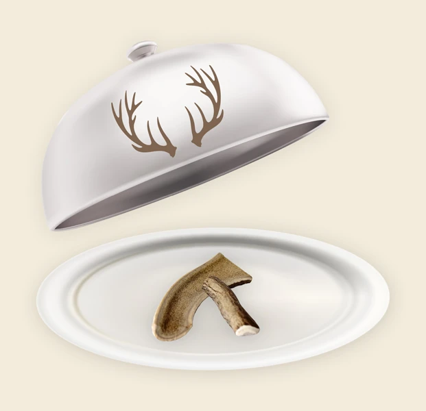 Teller und Haube mit Hirsch Geweih Hirsch Geweih